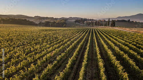 Lovely sunrise on a vineyard of Tuscany