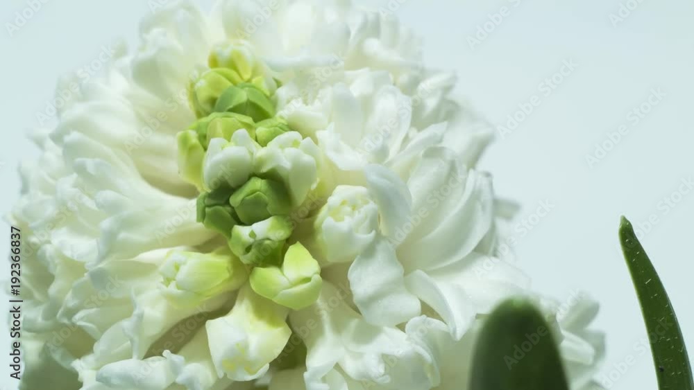 Beautiful hyacinth blooming - time lapse Beautiful hyacinth blooming - time lapse