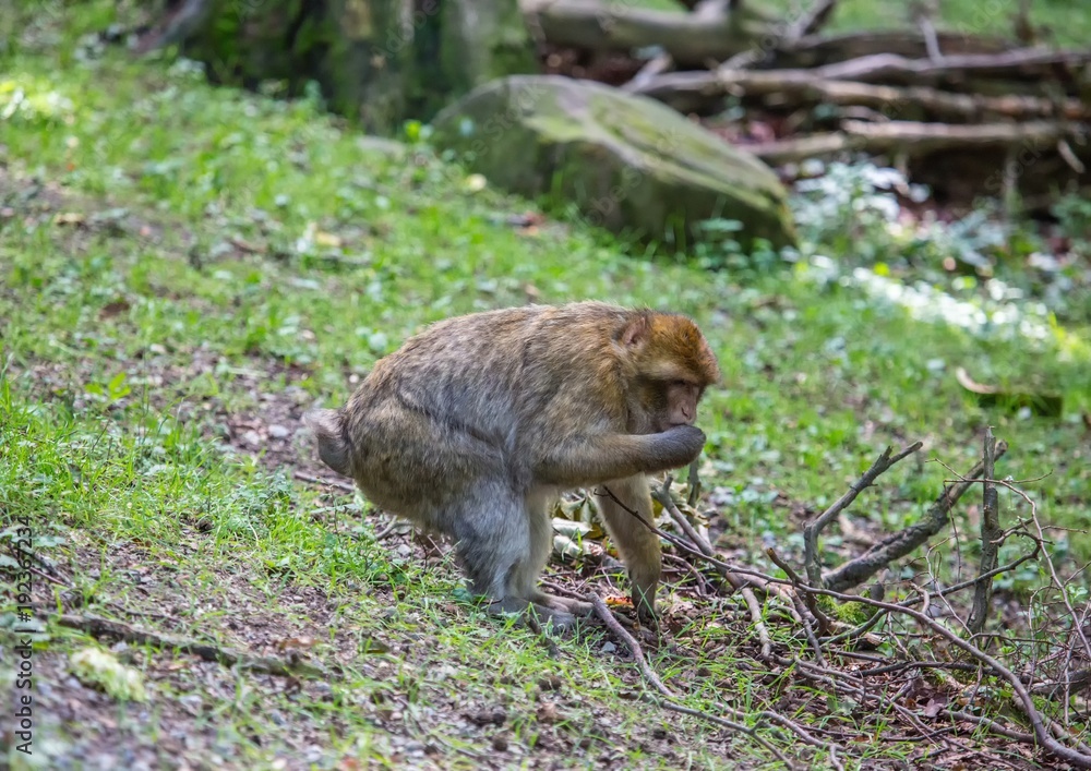 Picture of playing and eating barbary macaques on a meadow during summertime Picture of playing and eating barbary macaques on a meadow during summertime