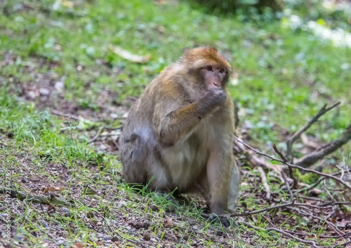 Picture of playing and eating barbary macaques on a meadow during summertime