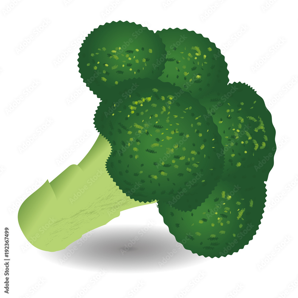 ブロッコリーのイラスト 線アリ 手描き風イラスト ベクターデータ Stock Vector Adobe Stock