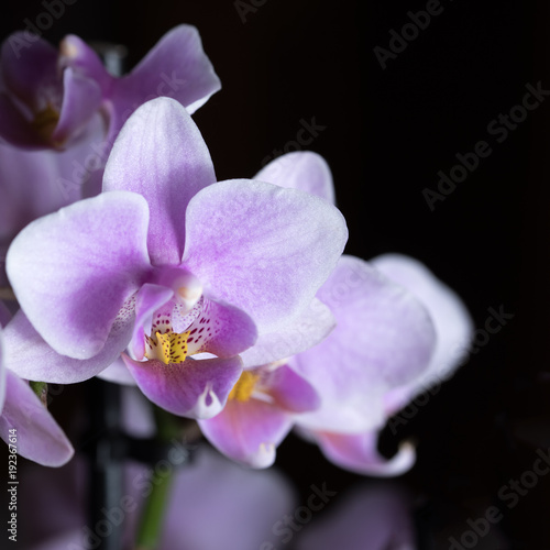 Violette Phalaenopsis Orchidee isoliert vor schwarzem Hintergrund