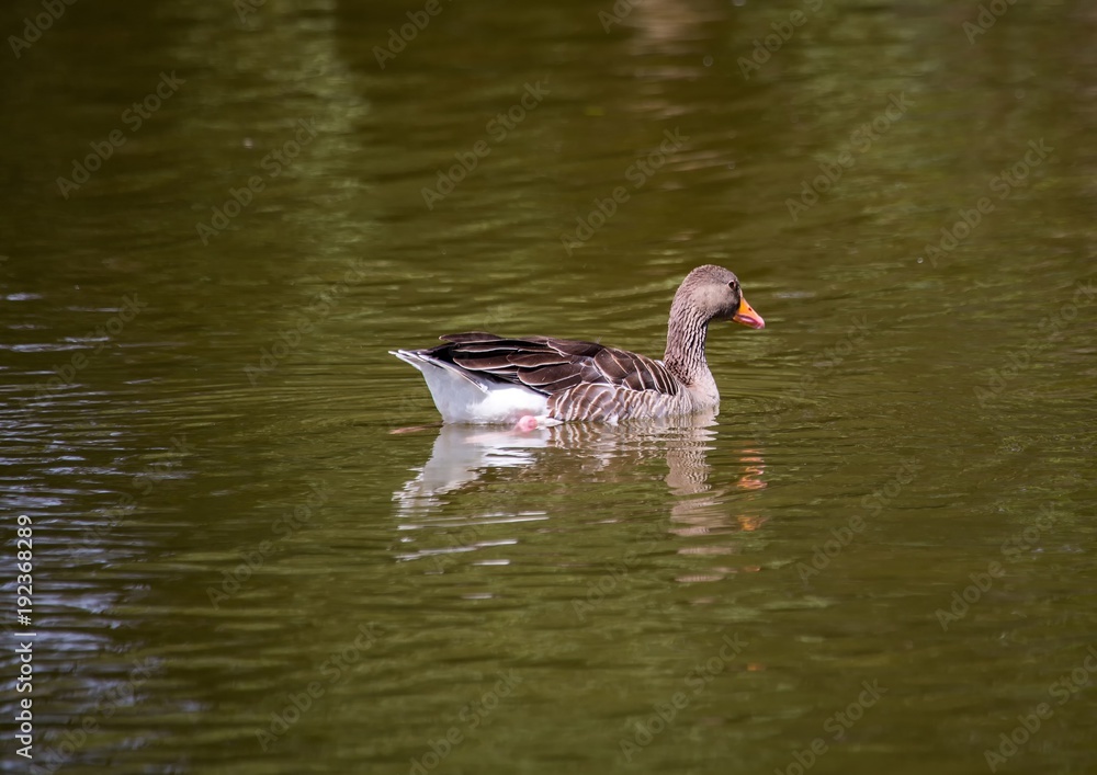 A goose is swimming on a pond in southern Germany during summer time