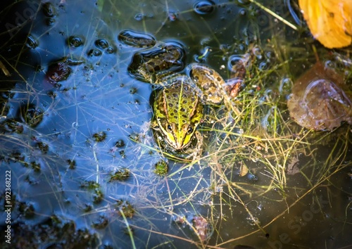 A frog is sitting in a pond in southern Germany