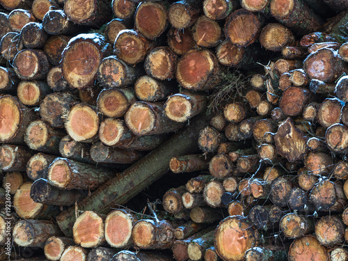 Wooden natural sawn logs as background 