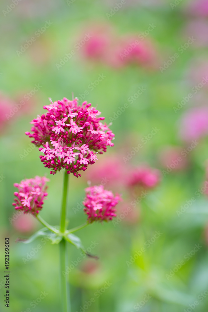Pink Centrantus flowers in garden outdoor Pink Centrantus flowers in garden outdoor