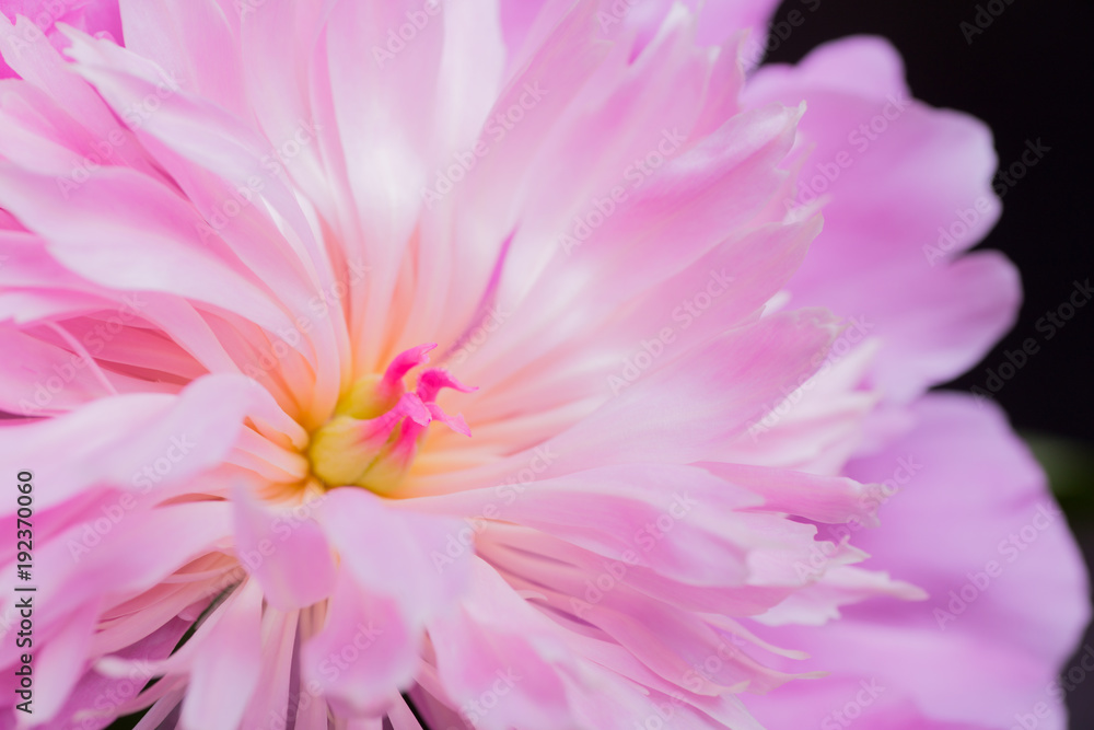 Closeup abstract image of tender pink peony flower