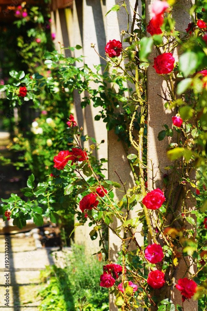Naklejka premium Schöne rote Rosen Ranke in der Natur
