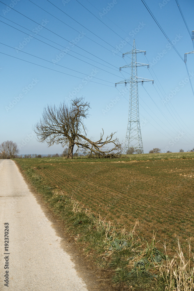 Baum mit Sturmschaden vor Strommasten
