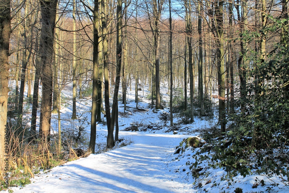 Wuppertal Ronsdorf Wald Natur Frost Wuppertal Ronsdorf Wald Natur Frost