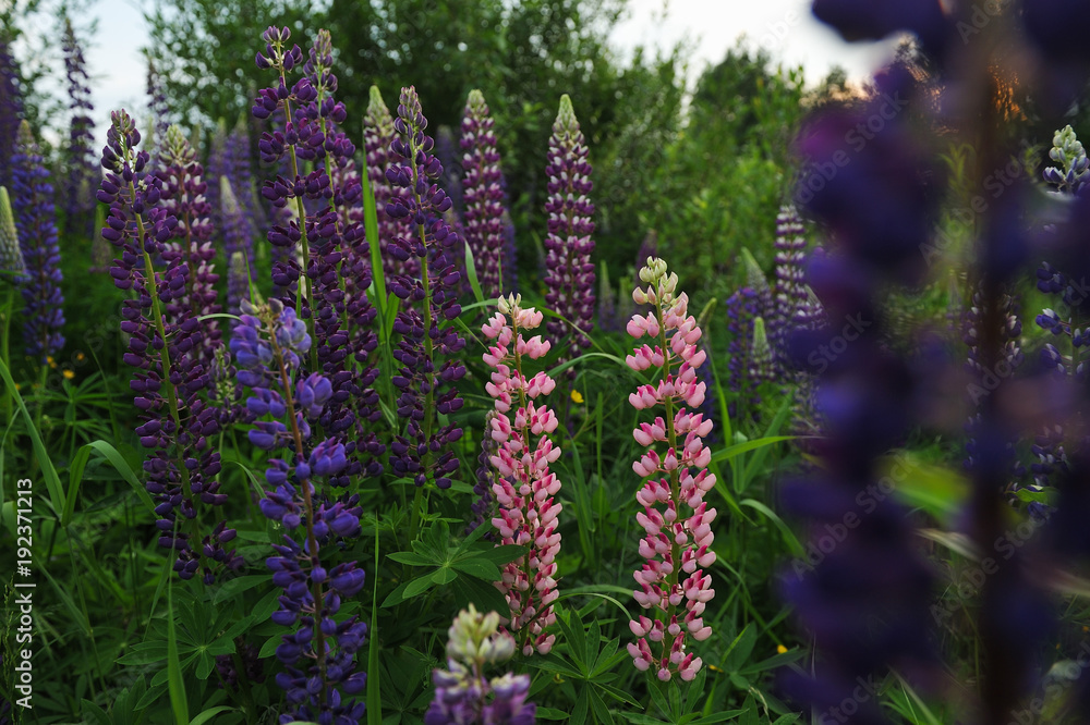 Lupine field. Lupine field.