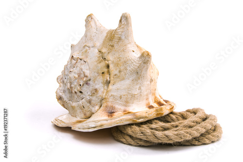 Murex shell and rope knots parody a snail. Isolated on white background. Studio Shot. photo