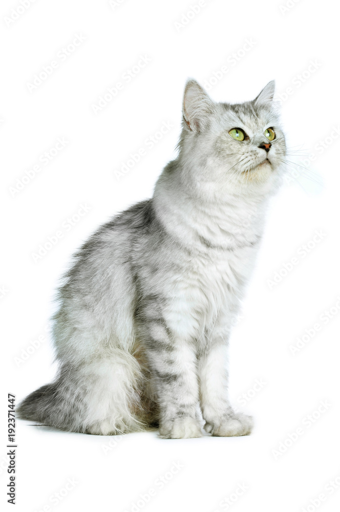 Obraz premium Britisch Langhaar Katze sitzt isoliert auf weißem Grund