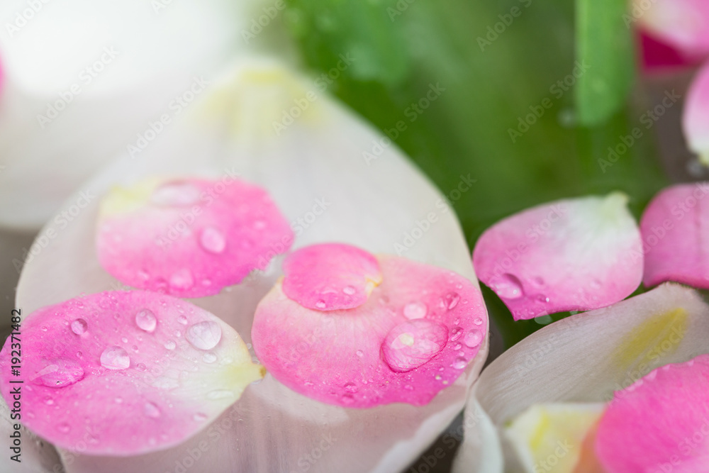 nature elements, calmness, harmony concept. there are amount of blooming buds of white tulips covered bu clean transparent water on the surface of which petals of roses are floating