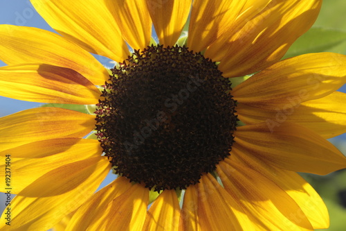 sunflower2