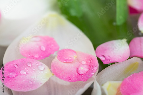 nature elements, calmness, harmony concept. there are amount of blooming buds of white tulips covered bu clean transparent water on the surface of which petals of roses are floating