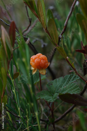 Cloudberry photo