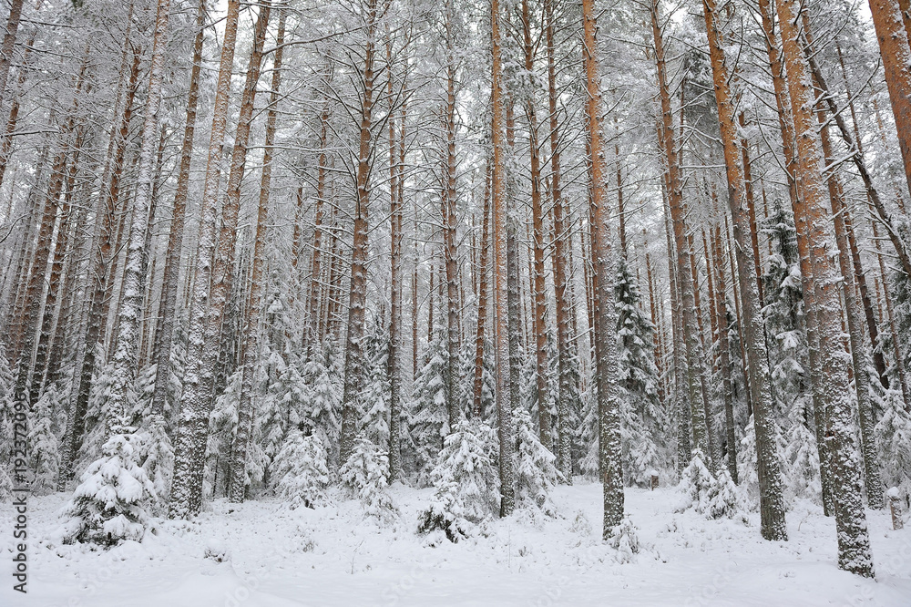 Fototapeta premium Taiga after snowfall