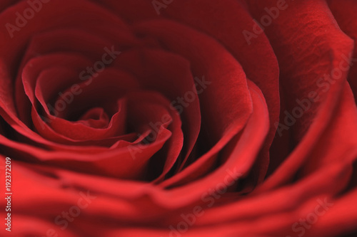 Red velvety rose
