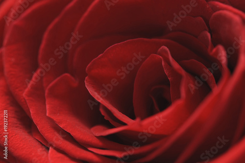 Red velvety rose