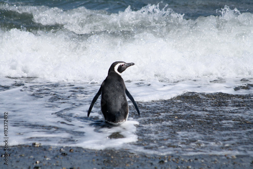 penguin in the beach