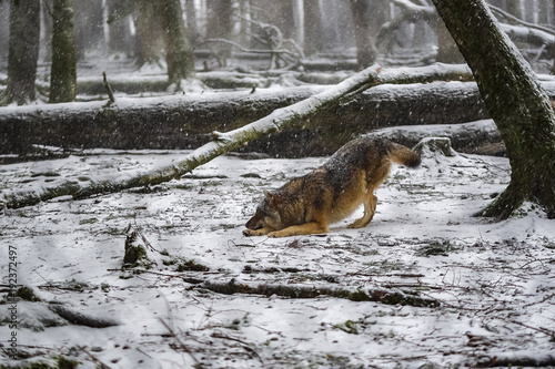 Obraz na plátně The lurking wolf in a snowy wood