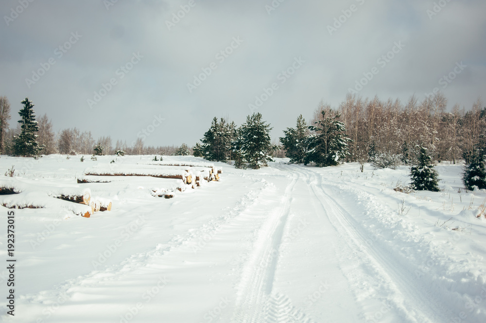 Winter coniferous forest.