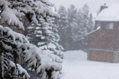 Snow falling on an evergreen tree in Colorado, USA.