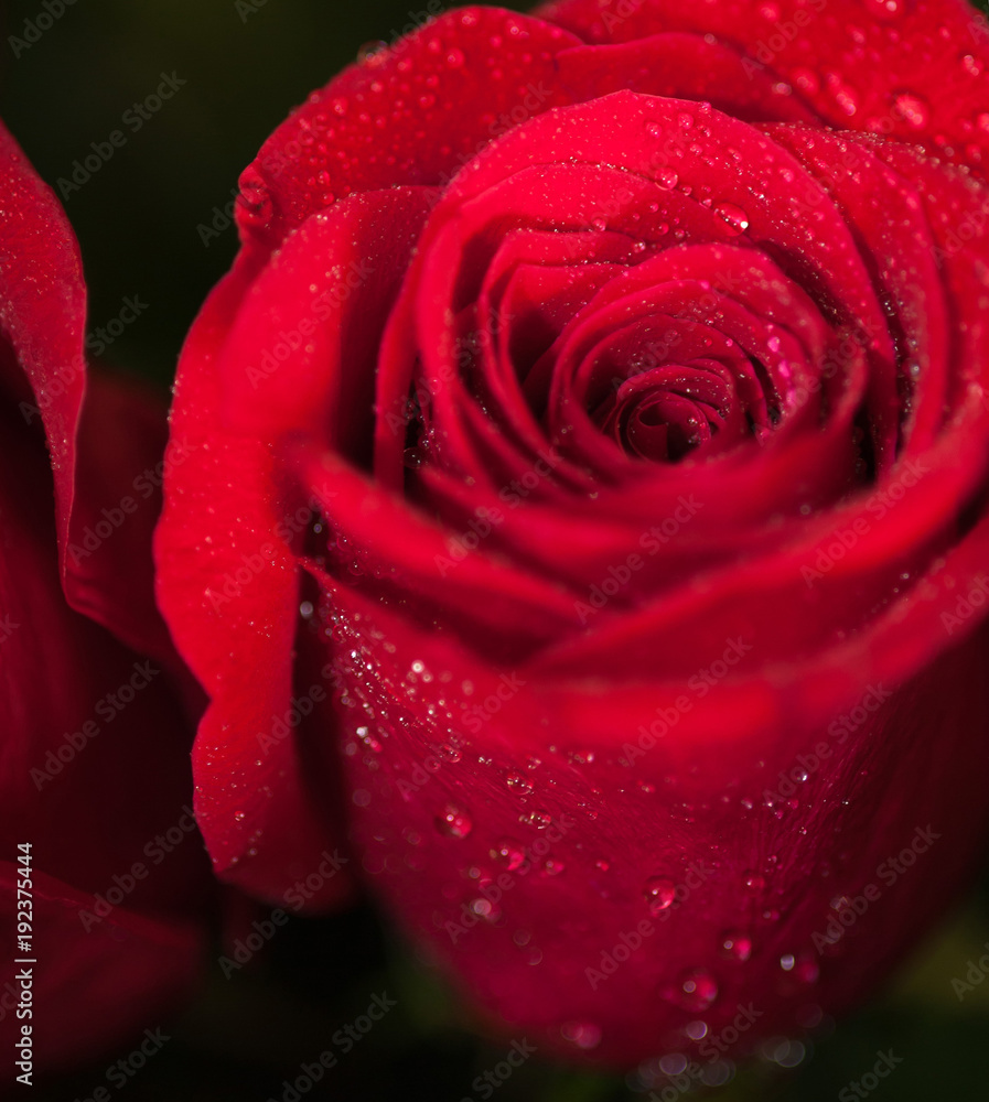 Red rose Red rose