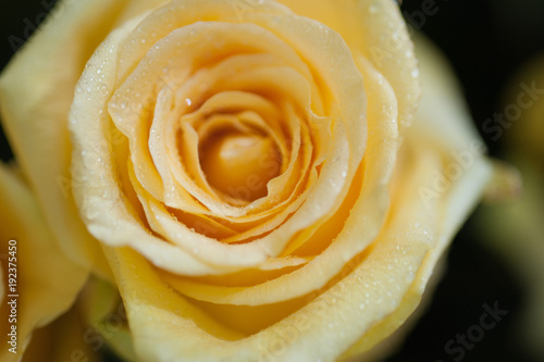 Yellow rose