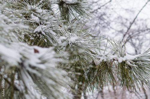 pine branches with ice and snow, winter nature background