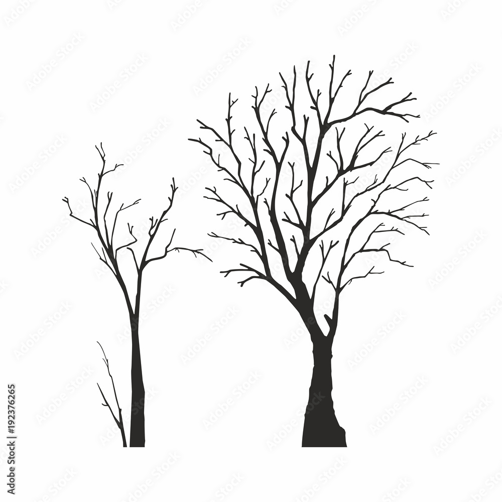 Obraz premium Tree silhouette on white background