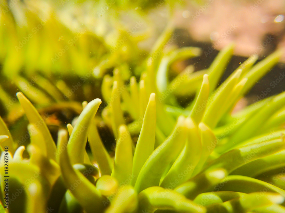 Sea Anemone Sea Anemone