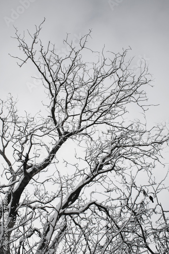 Wallpaper Mural winter trees. Black trees against the sky. Black branches of trees covered with snow. Silhouette of tree, trees. Postcard, wall-paper, decor Torontodigital.ca