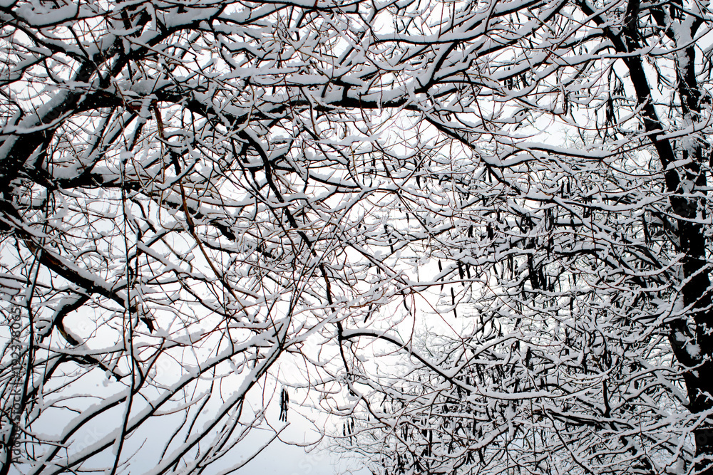 winter trees. Black trees against the sky. Black branches of trees covered with snow. Silhouette of tree, trees. Postcard, wall-paper, decor winter trees. Black trees against the sky. Black branches of trees covered with snow. Silhouette of tree, trees. Postcard, wall-paper, decor