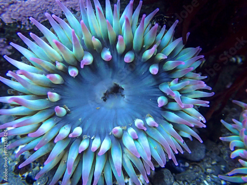 Sea Anemone