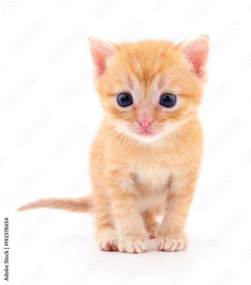 Kitten on white background. Kitten on white background.