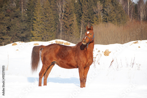 red horse on forest background and white snow