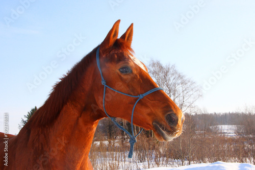 face red beautiful horses in a forest and the white snow