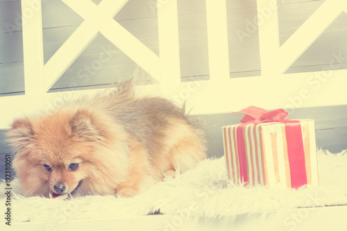 Pomeranian spitz is laying on the white plaid and eating delicacy. Concept happy holiday and food. Present near the puppy © Alex