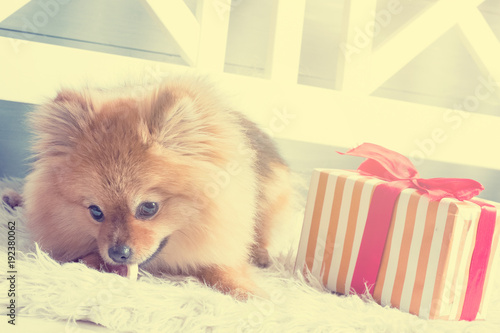 Pomeranian spitz is laying on the white plaid and eating delicacy. Concept happy holiday and food. Present near the puppy © Alex