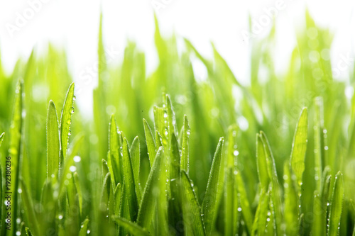 Fresh green grass with water drops . Selective focus.Spring theme.Concept freshness.Macro shot