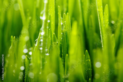 Fresh green grass with water drops . Selective focus.Spring theme.Concept freshness.Macro shot