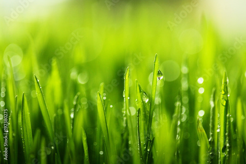 Fresh green grass with water drops . Selective focus.Spring theme.Concept freshness.Macro shot