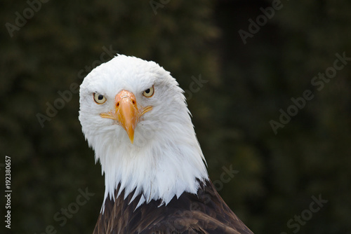 Frontal portrait of an adult bald eagle