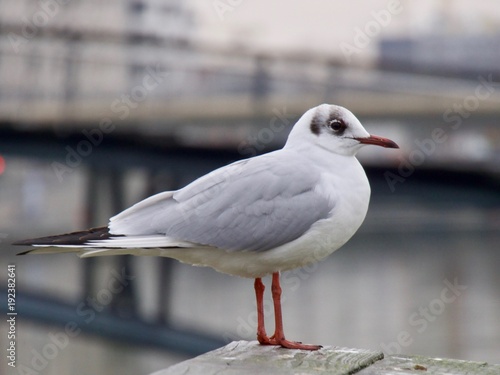 Mouette