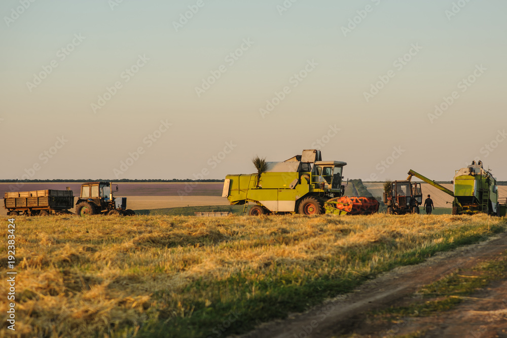 Combine Harvesters cutting wheat,