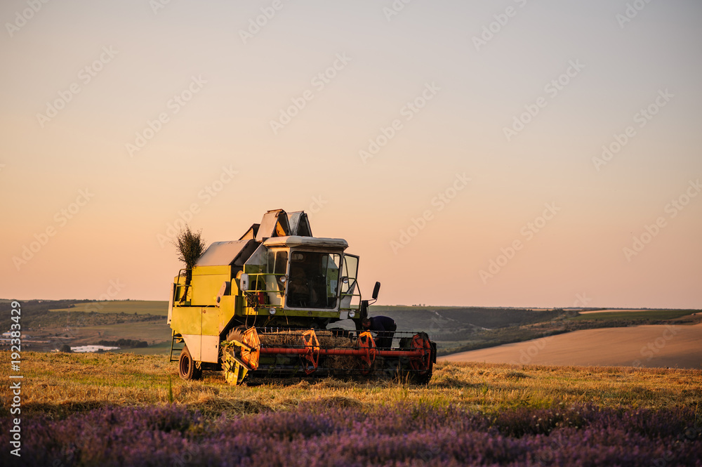 Fototapeta premium Doble field : lavander and wheat. Combine Harvesters cutting wheat