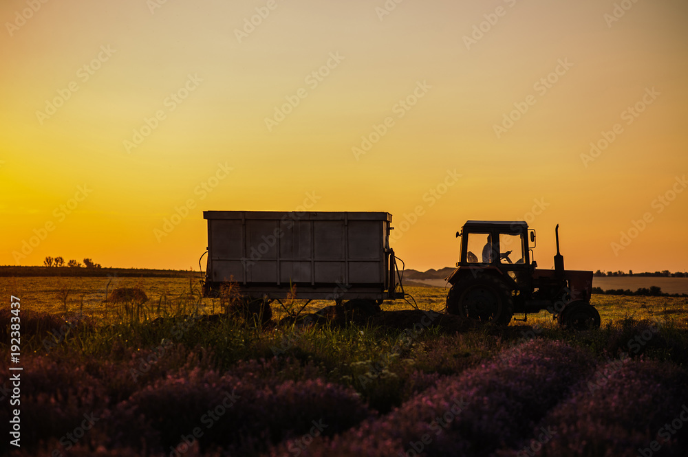 The tractor drive through the wheat and lavender field