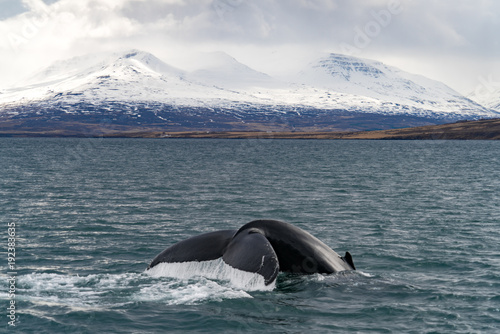 Foto Whale Watching in front of Iceland's glaciers